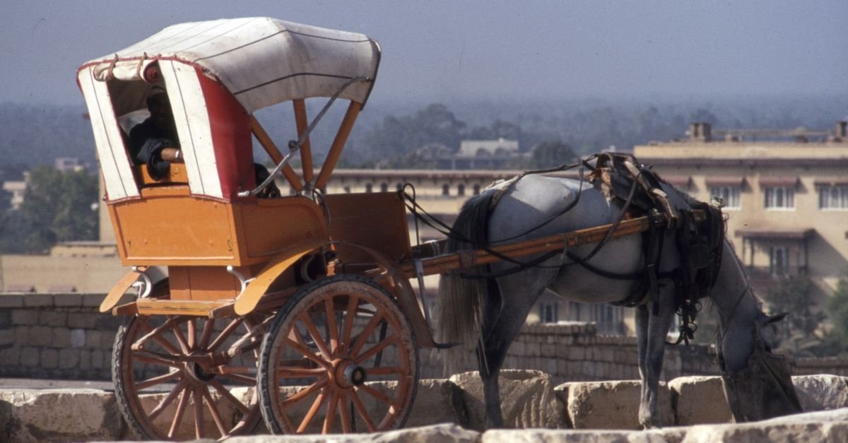 Aswan City Tour by Horse Carriage – photo 6