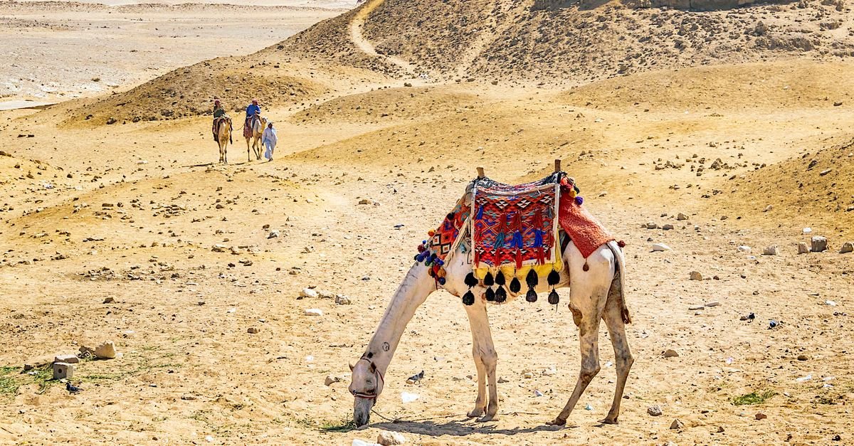 Luxor West Bank Camel Ride